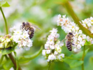 Neue ECHA-Richtlinien ebnen den Weg für besseren Bienenschutz!